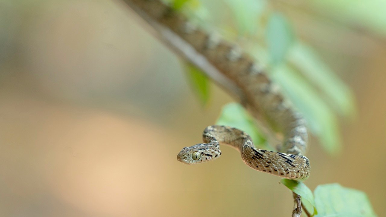 common-cat-snake-noah-camp-resident-reptile-sighting