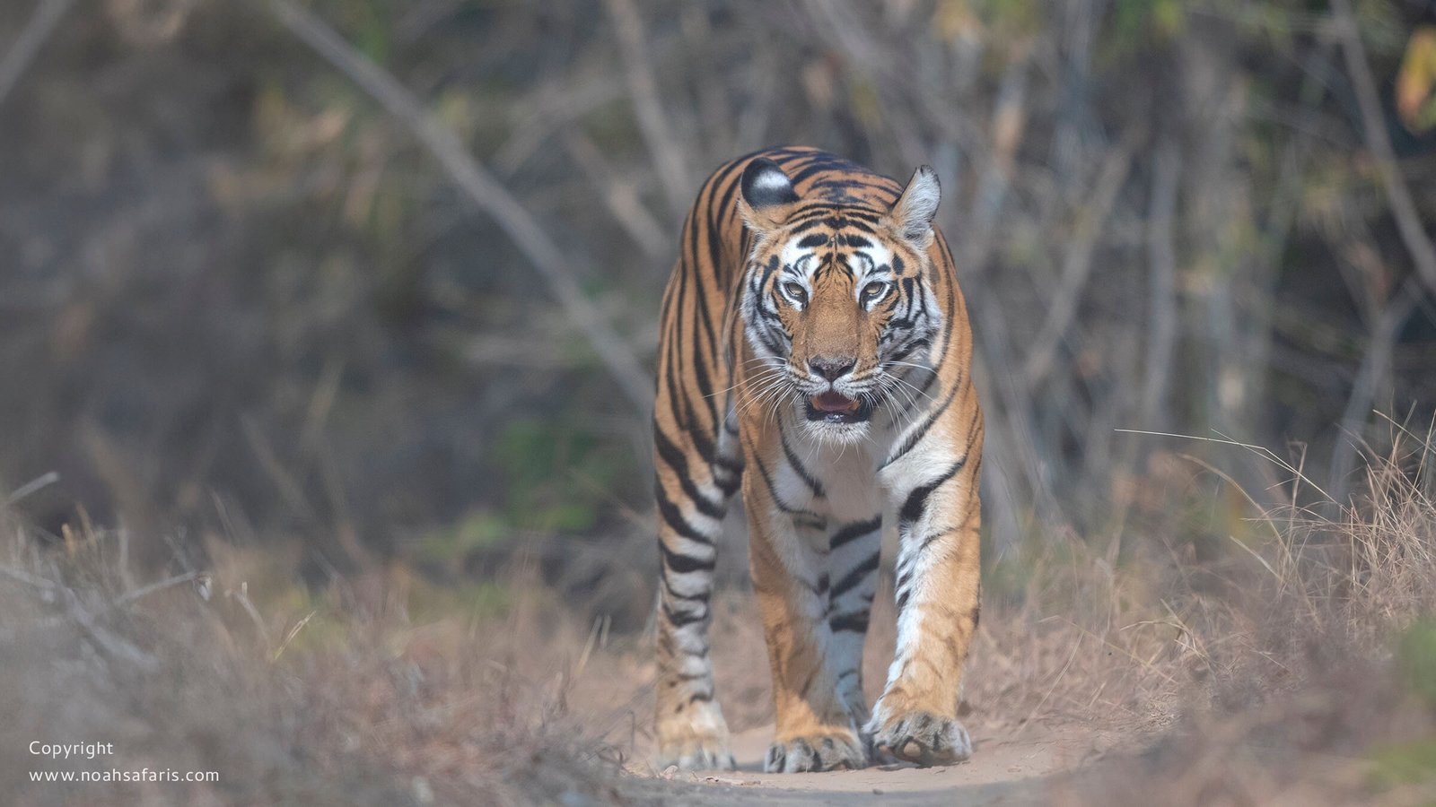 tiger-sighting-head-on-walking-camera-lens-rentals-india