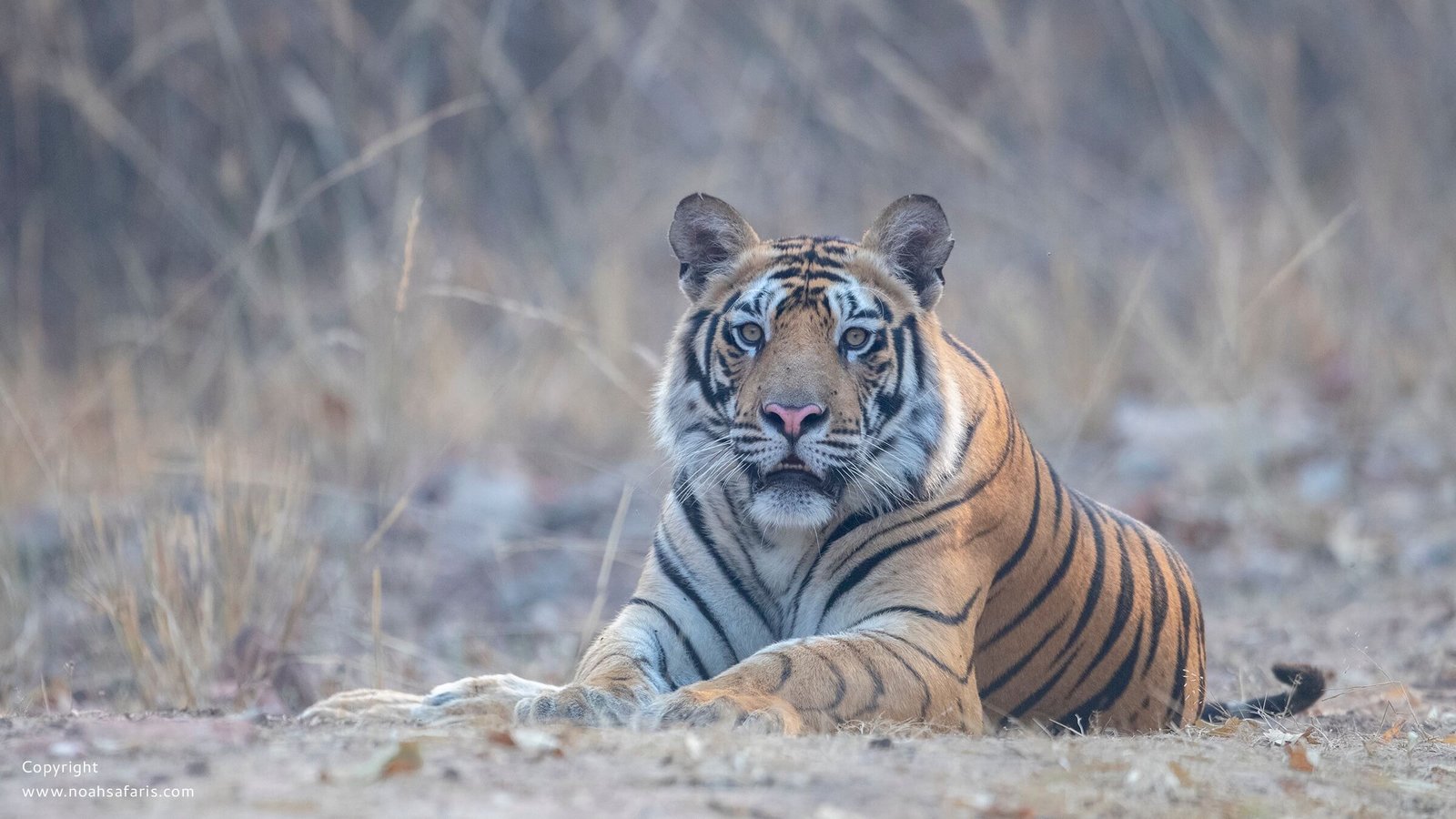 adult-male-tiger-sighting-safari-pench-bori-satpura