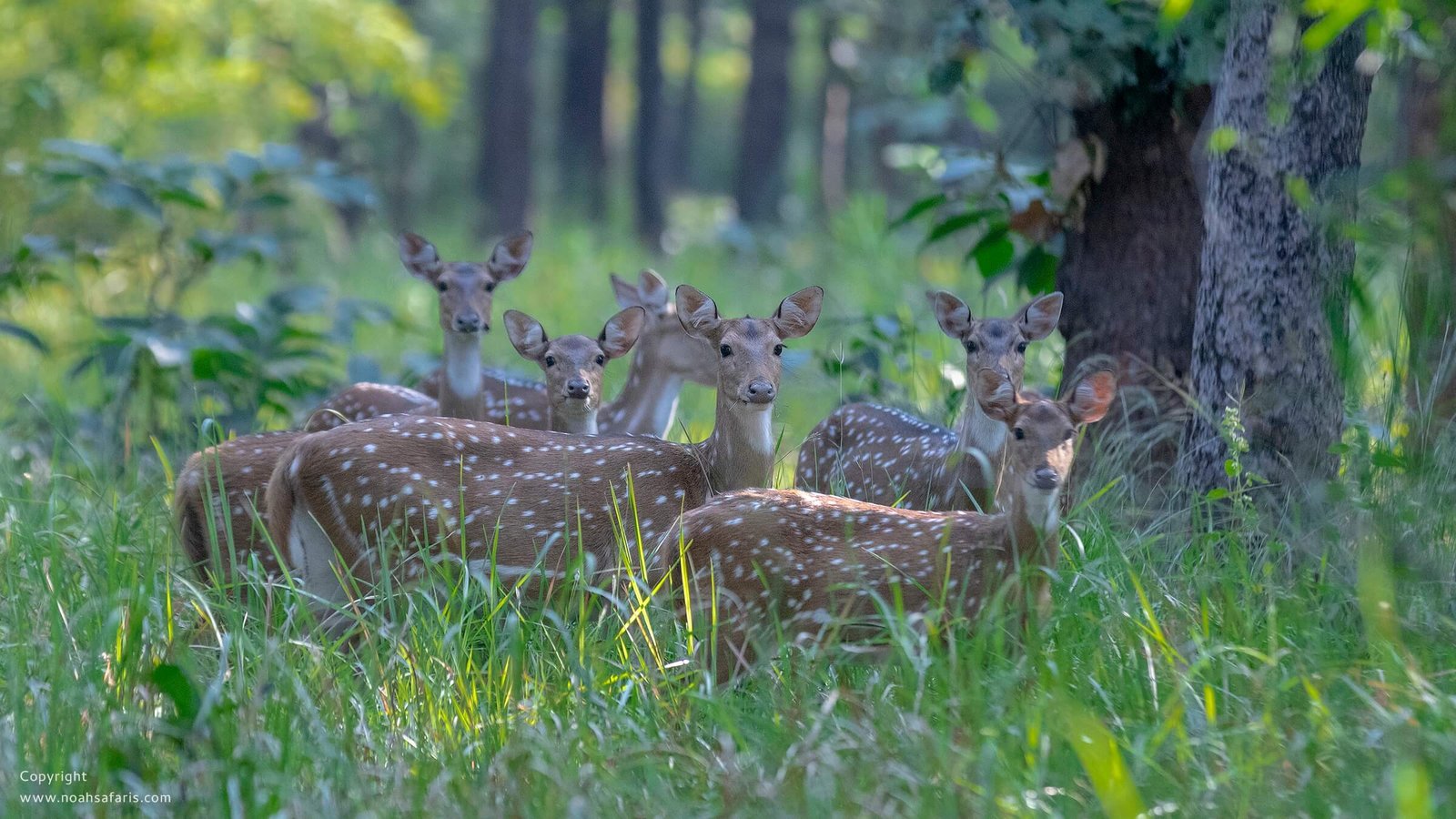 deer-herd-spotted-safari-sightings-full-day-film-making-charges-india