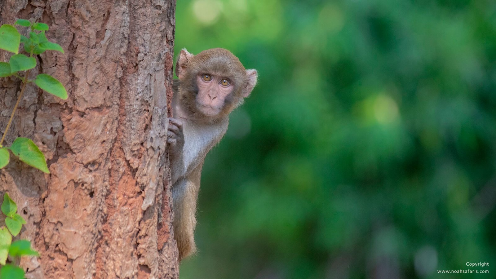 rhesus-macaque-alert-alarm-call-tiger-safaris-india