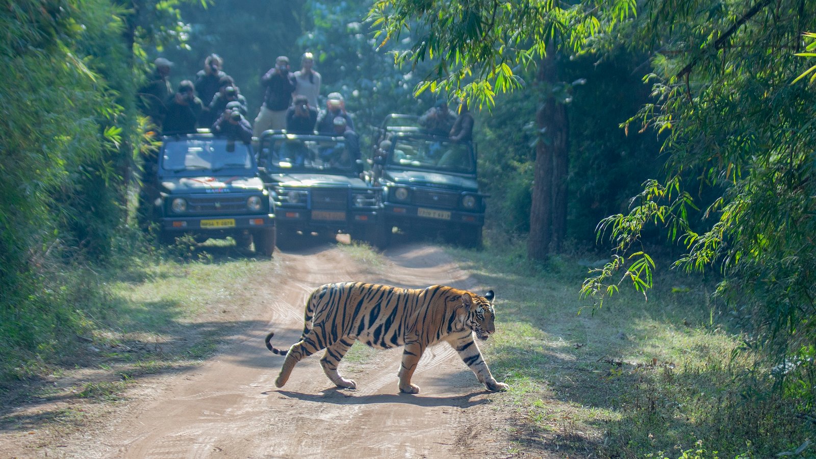 luxury-tiger-safari-experience-india-noah-safaris