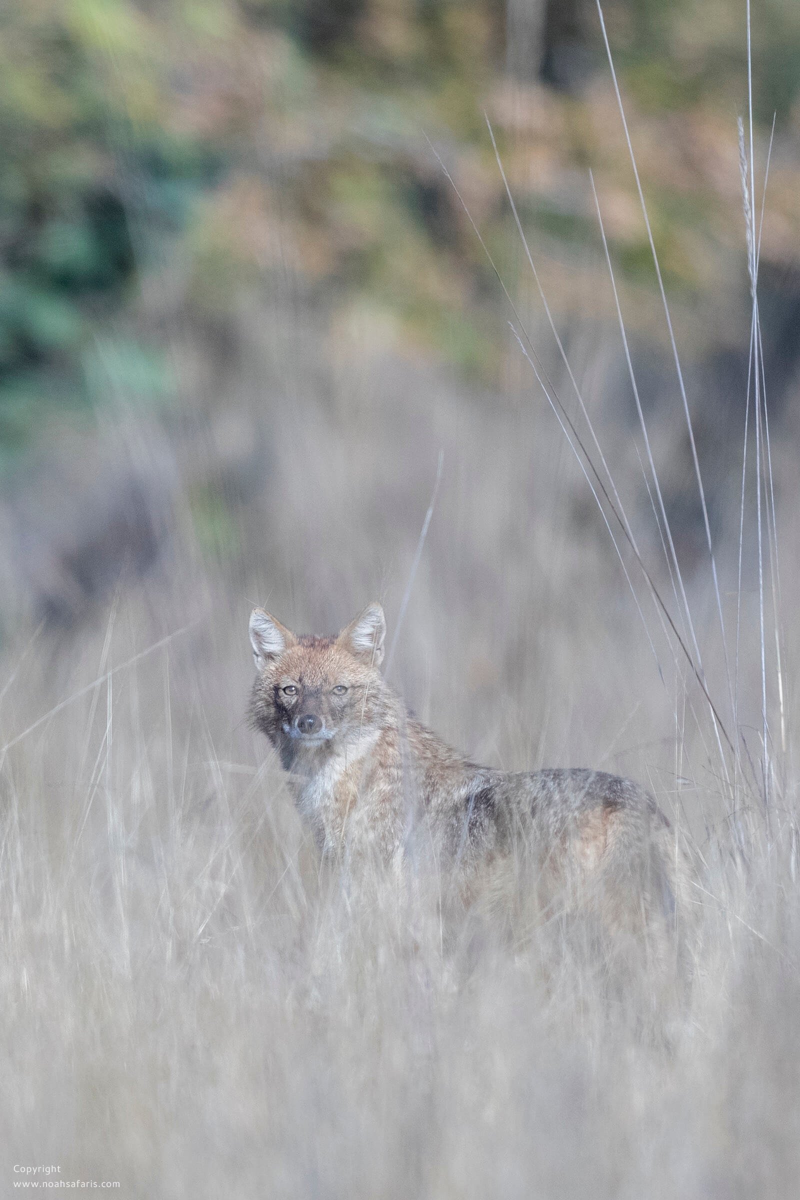 golden-jackal-pench-safari-booking-permit-india