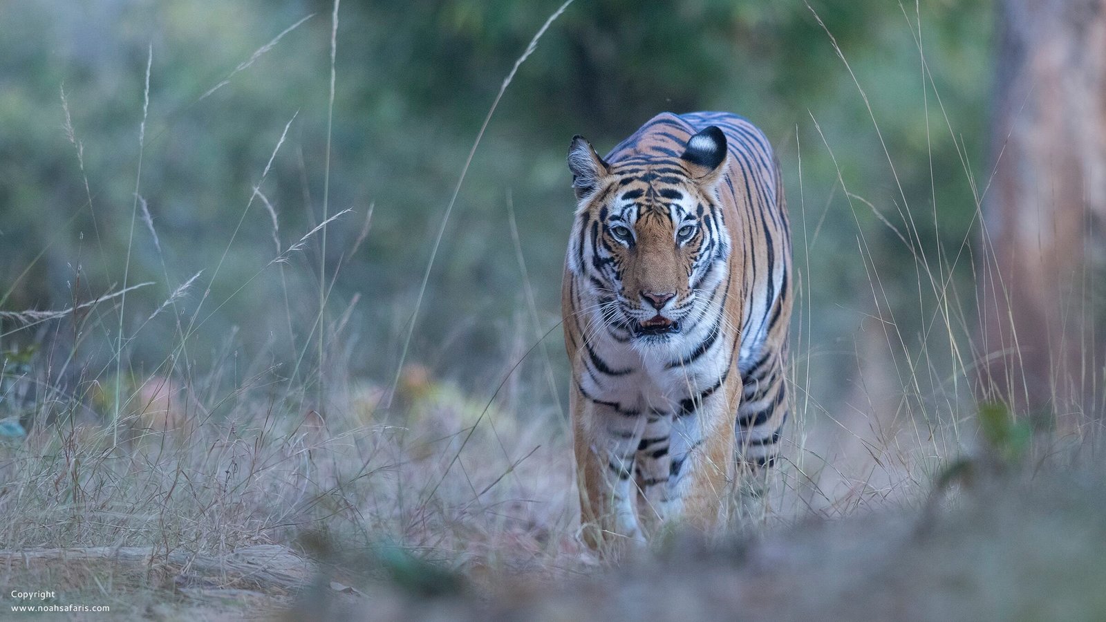 bandhavgarh-national-park-book-tiger-safari-india-permit-online-noah-safaris