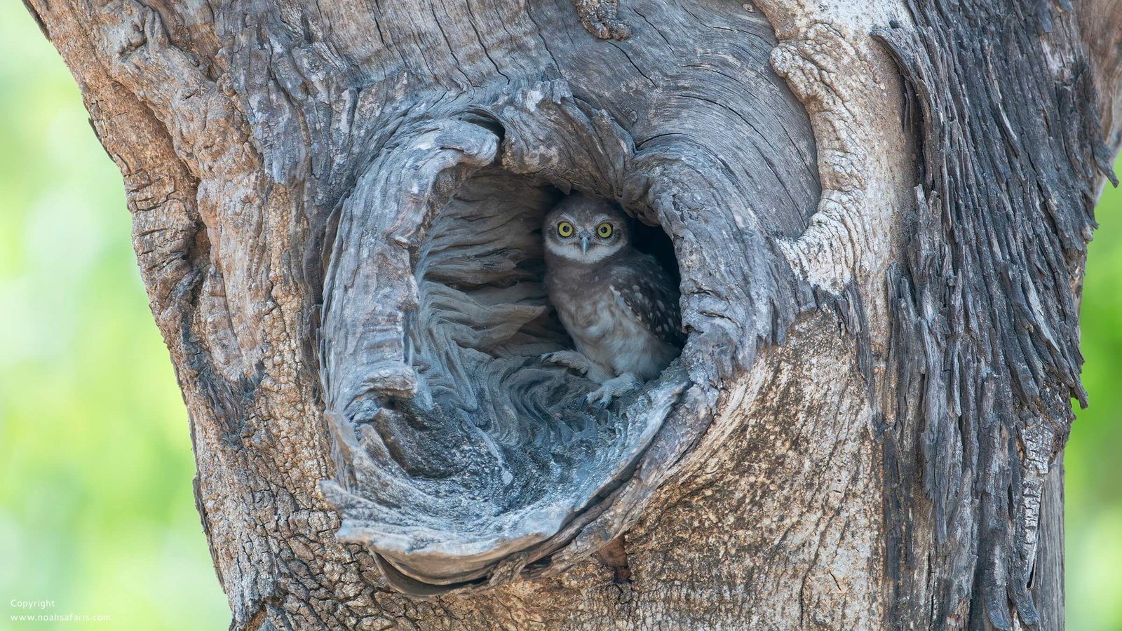 spotted-owlet-birdwatching-india-tours-noah-safaris
