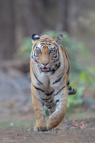 tiger-dynasty-the-hunt-spotty-female-mother-tigress-bandhavgarh