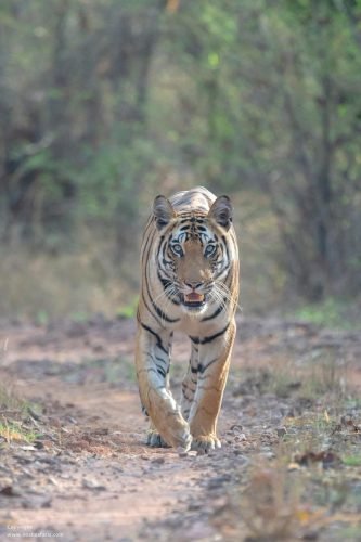 tiger-head-on-sighting-bandhavgarh-satpura-national-park-madhya-pradesh