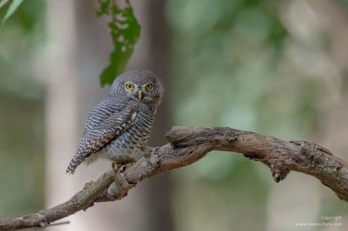 jungle-owlet-tiger-safari-sightings-india-birding-tour-nature-walk
