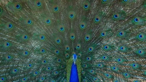 peacock-male-display-national-bird-india
