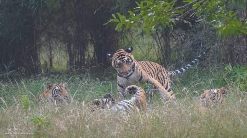 bandhavgarh-dotty-cubs-playing-evening-safari-book-national-park