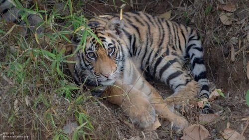 tiger-cub-private-guided-safari-india-naturalist-book-online